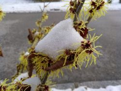 ... die Zaubernuss - ein faszinierender Winterblüher!