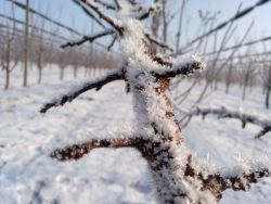 ... übersät mit kleinen Schneekristallen