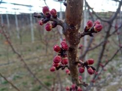 ... hoffentlich kein Futter für Väterchen Frost  :-(