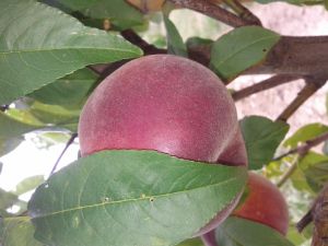 Pfirsich, Sorte Royal Glory Pfirsich, Sorte Royal Glory