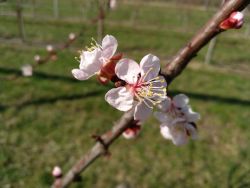 ... die Marillenblüte ist faszinierend