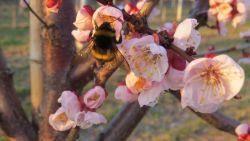 ... sie fliegen flott von Blüte zu Blüte